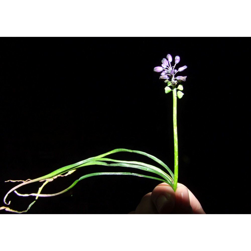 muscari lafarinae (lojac.) garbari