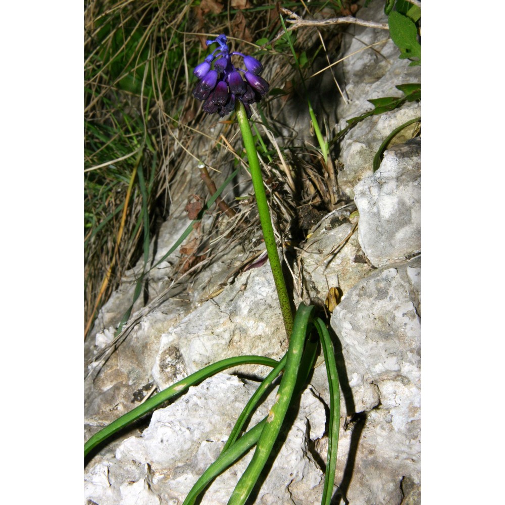 muscari lafarinae (lojac.) garbari