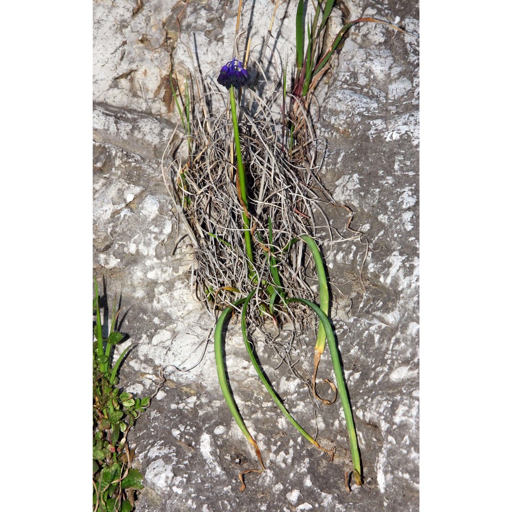 muscari lafarinae (lojac.) garbari