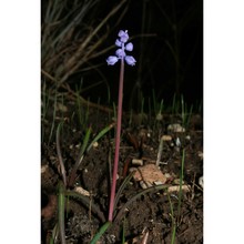 muscari parviflorum desf.