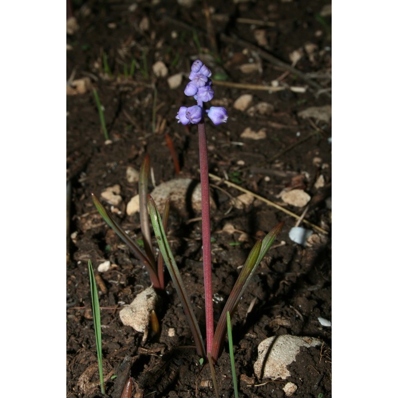 muscari parviflorum desf.