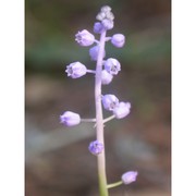 muscari parviflorum desf.