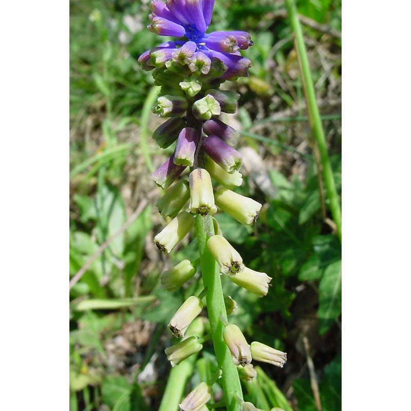 muscari tenuiflorum tausch