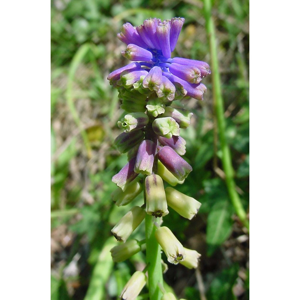 muscari tenuiflorum tausch