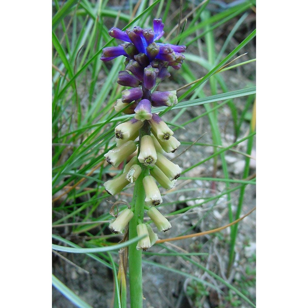 muscari tenuiflorum tausch