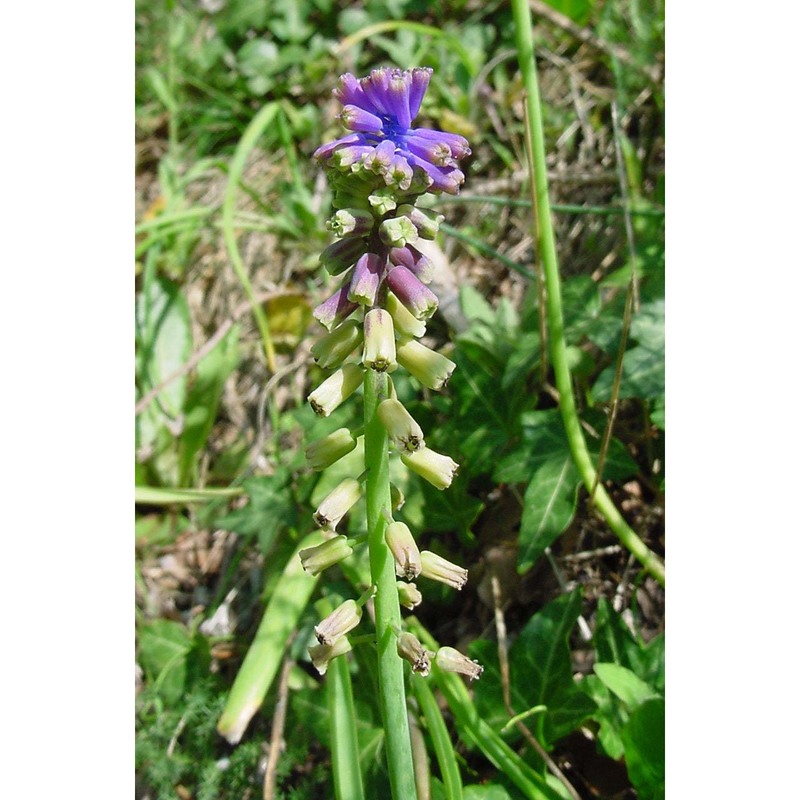 muscari tenuiflorum tausch