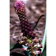 muscarimia muscari (l.) losinsk.