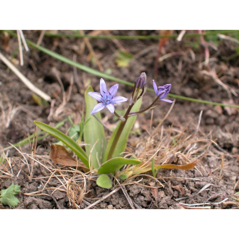 oncostema cerulea (raf.) speta