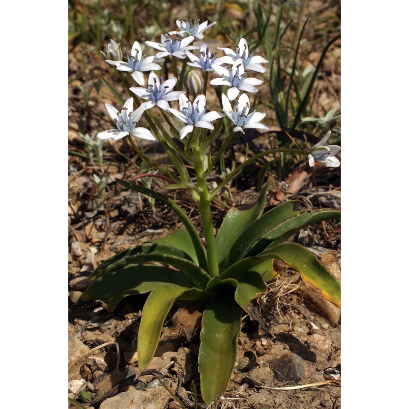 oncostema cerulea (raf.) speta