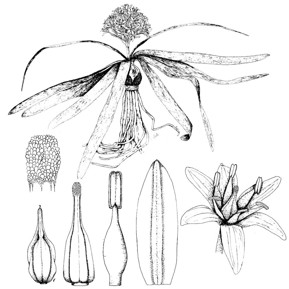 oncostema dimartinoi (brullo et pavone) f. conti et soldano