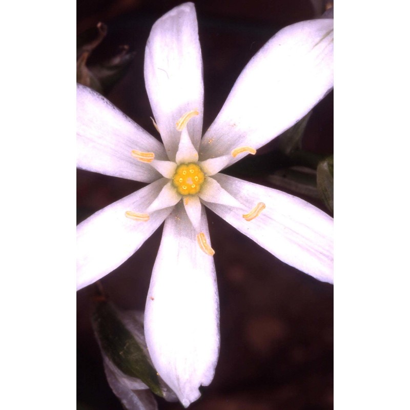 ornithogalum comosum l.