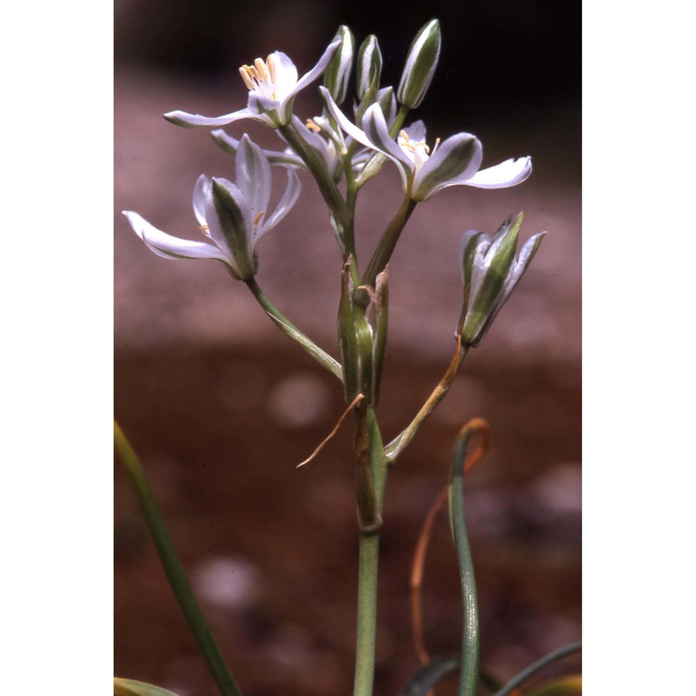 ornithogalum comosum l.