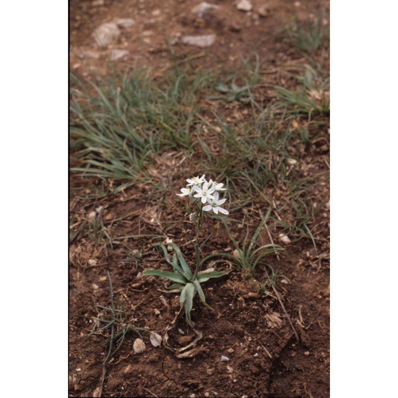 ornithogalum comosum l.