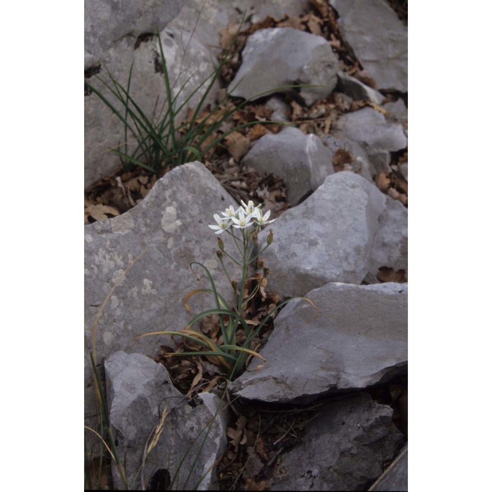 ornithogalum comosum l.