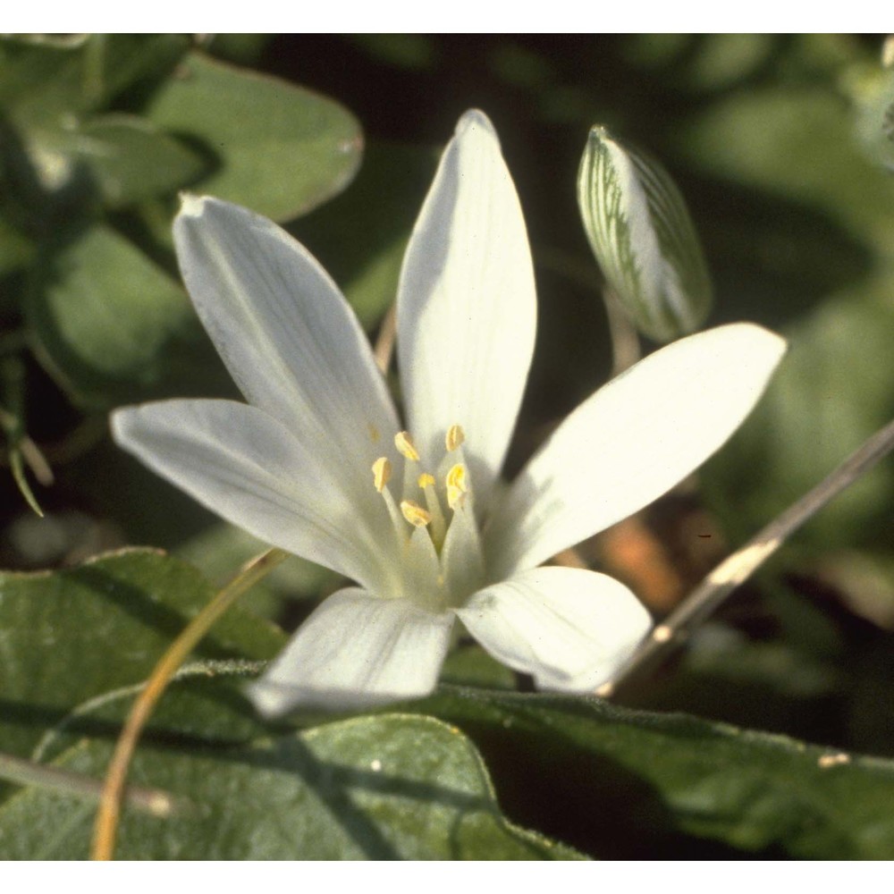 ornithogalum corsicum jord. et fourr.