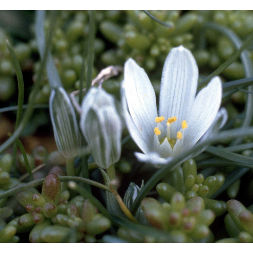 ornithogalum corsicum jord. et fourr.