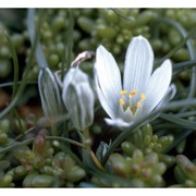 ornithogalum corsicum jord. et fourr.