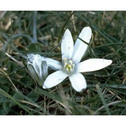 ornithogalum corsicum jord. et fourr.