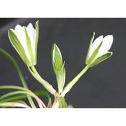 ornithogalum corsicum jord. et fourr.