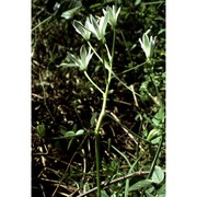 ornithogalum divergens boreau