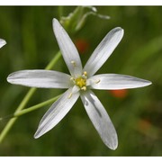 ornithogalum divergens boreau