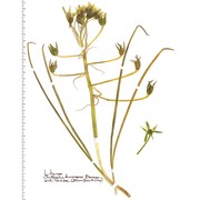 ornithogalum divergens boreau