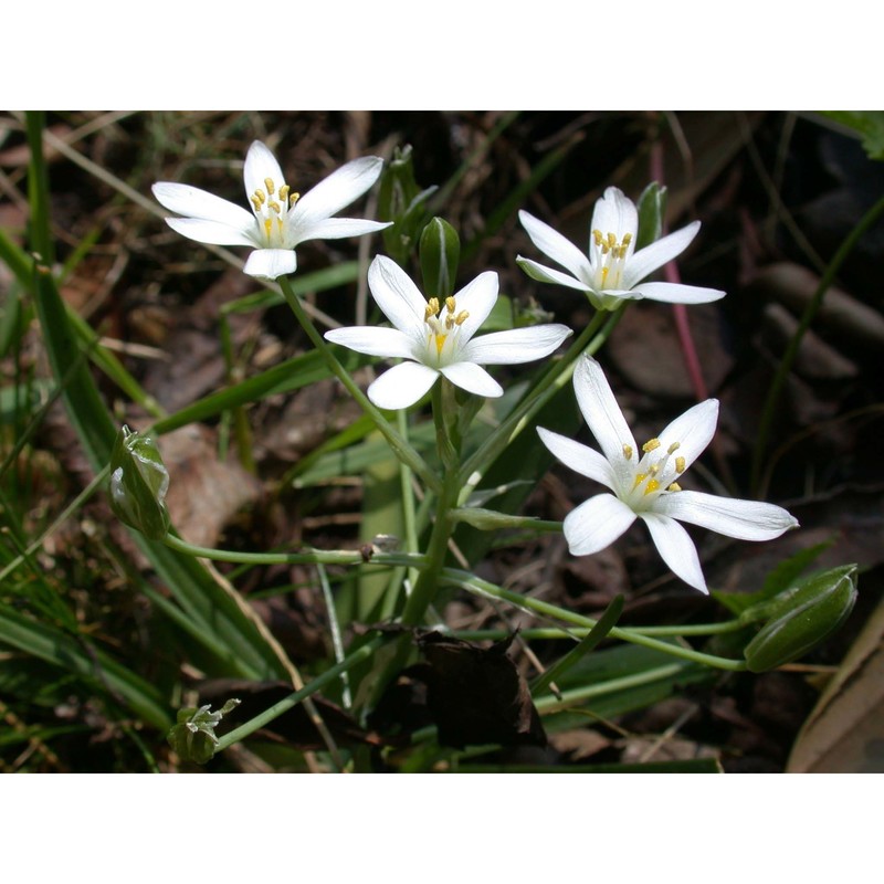 ornithogalum divergens boreau