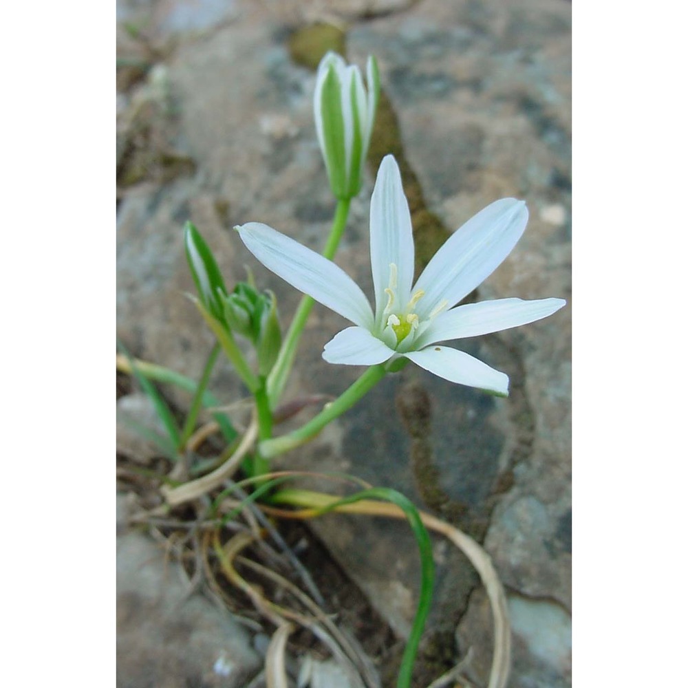 ornithogalum etruscum parl.