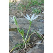 ornithogalum etruscum parl.