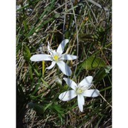 ornithogalum etruscum parl.