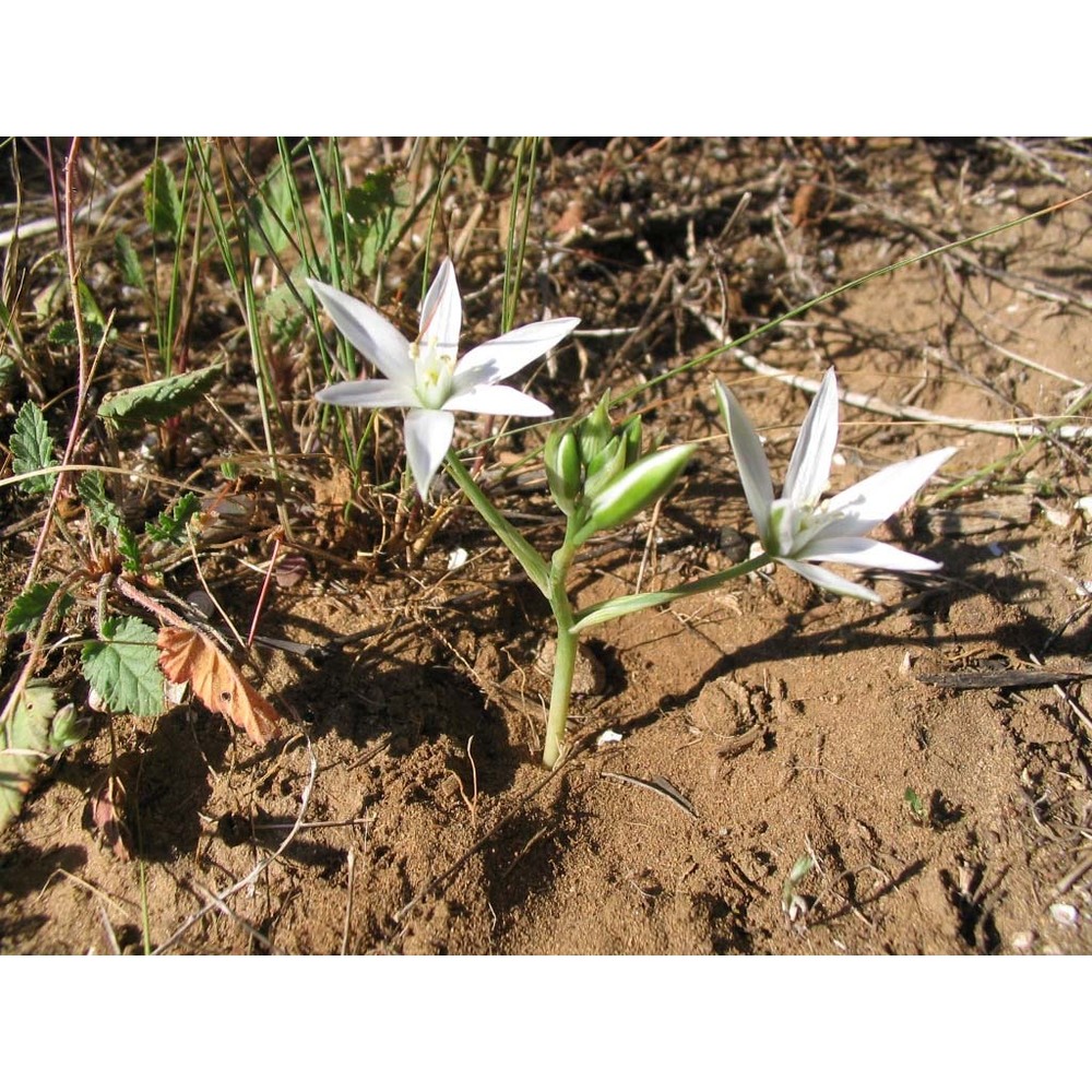 ornithogalum gussonei ten.