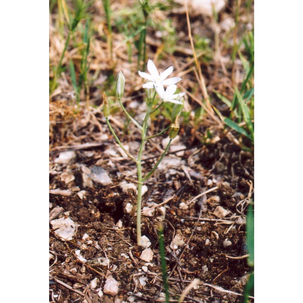 ornithogalum gussonei ten.