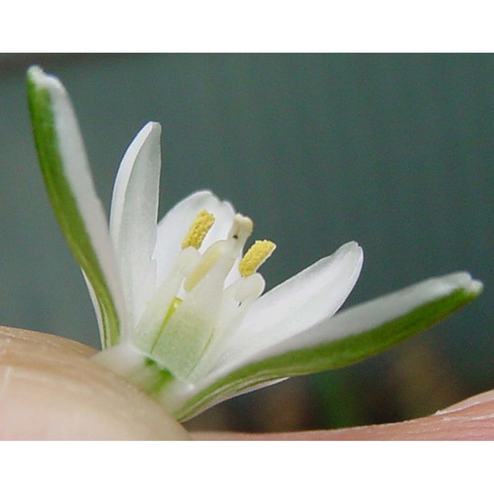 ornithogalum gussonei ten.