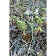 ornithogalum gussonei ten.