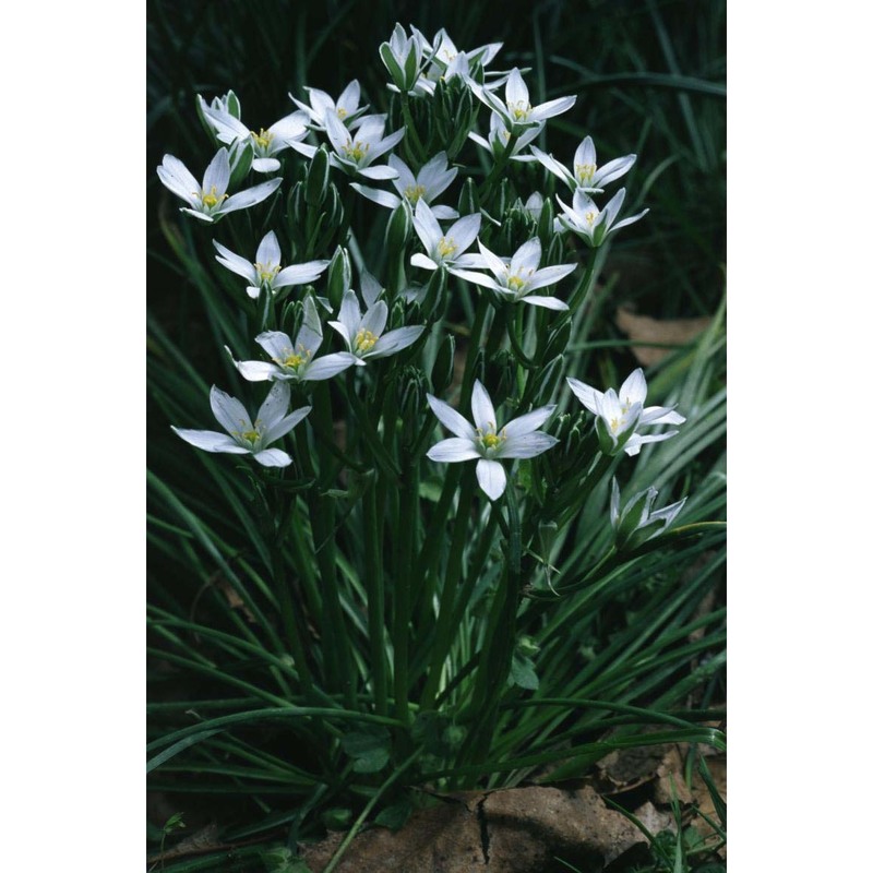 ornithogalum kochii parl.