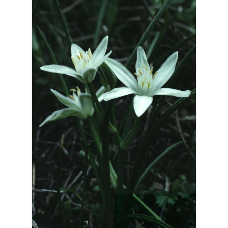 ornithogalum kochii parl.