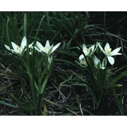 ornithogalum kochii parl.