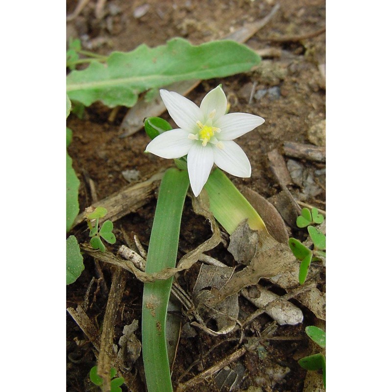 ornithogalum montanum cirillo