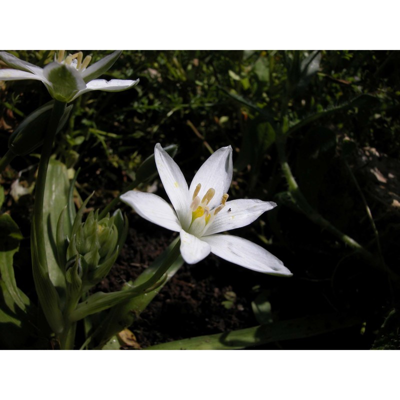 ornithogalum montanum cirillo