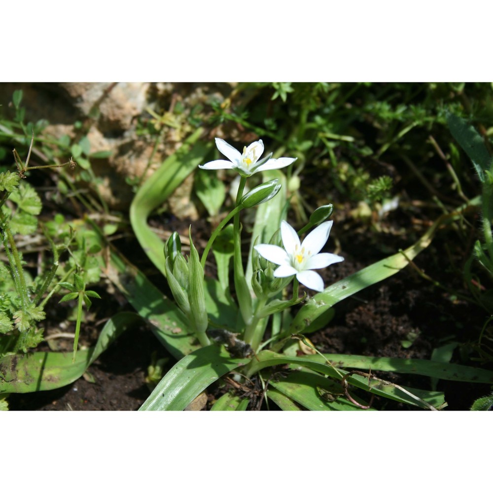 ornithogalum montanum cirillo