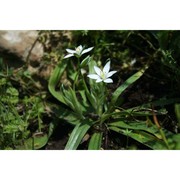 ornithogalum montanum cirillo