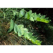 polygonatum latifolium (jacq.) desf.