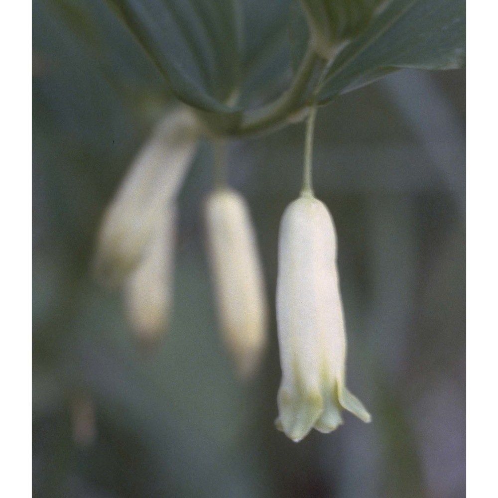 polygonatum odoratum (mill.) druce