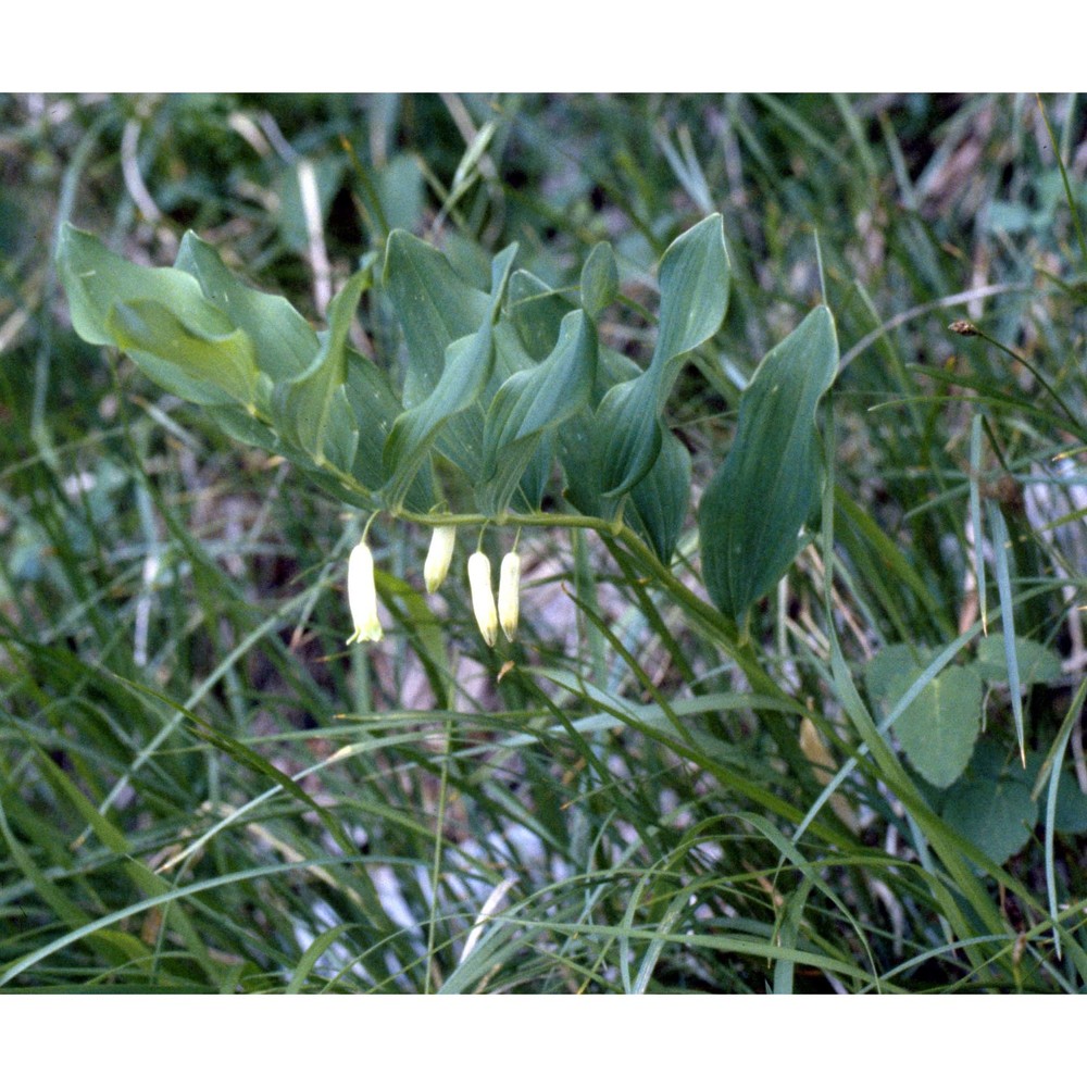 polygonatum odoratum (mill.) druce