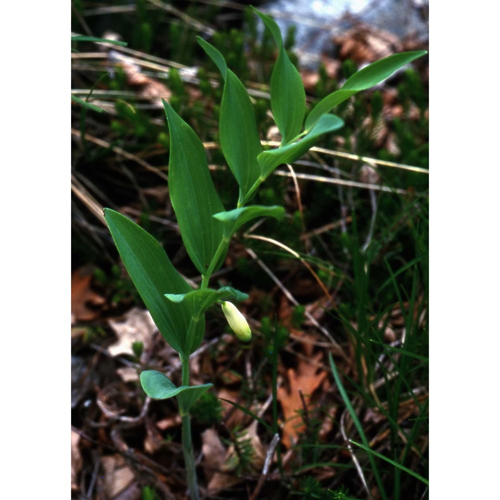 polygonatum odoratum (mill.) druce