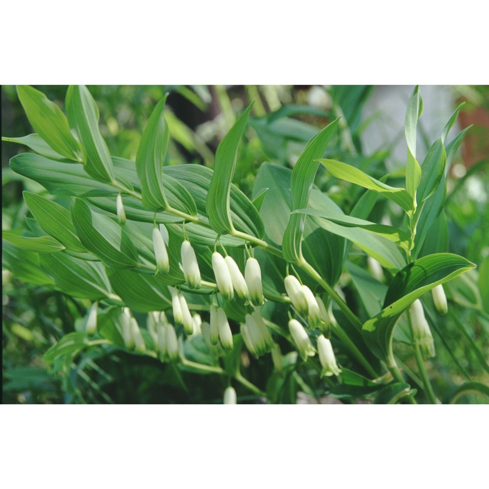 polygonatum odoratum (mill.) druce