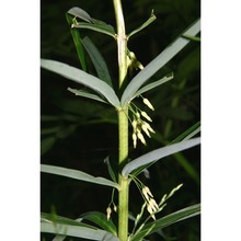 polygonatum verticillatum (l.) all.