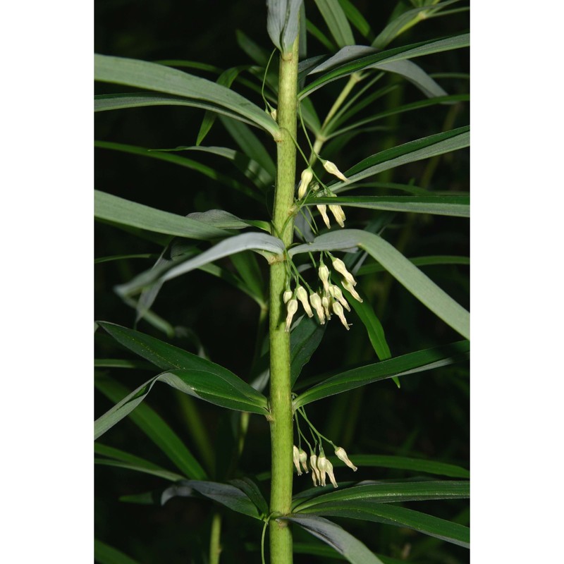 polygonatum verticillatum (l.) all.