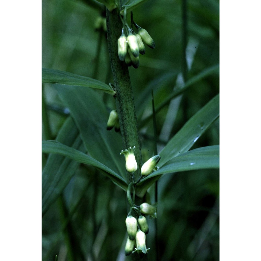 polygonatum verticillatum (l.) all.