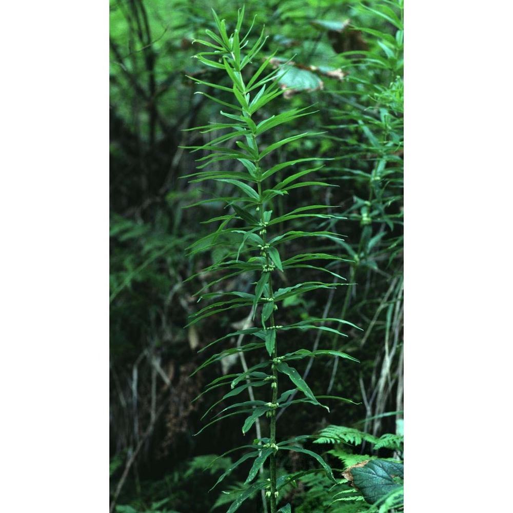 polygonatum verticillatum (l.) all.